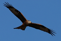 David Plant Photography - Wildlife Photography - Red kite - B